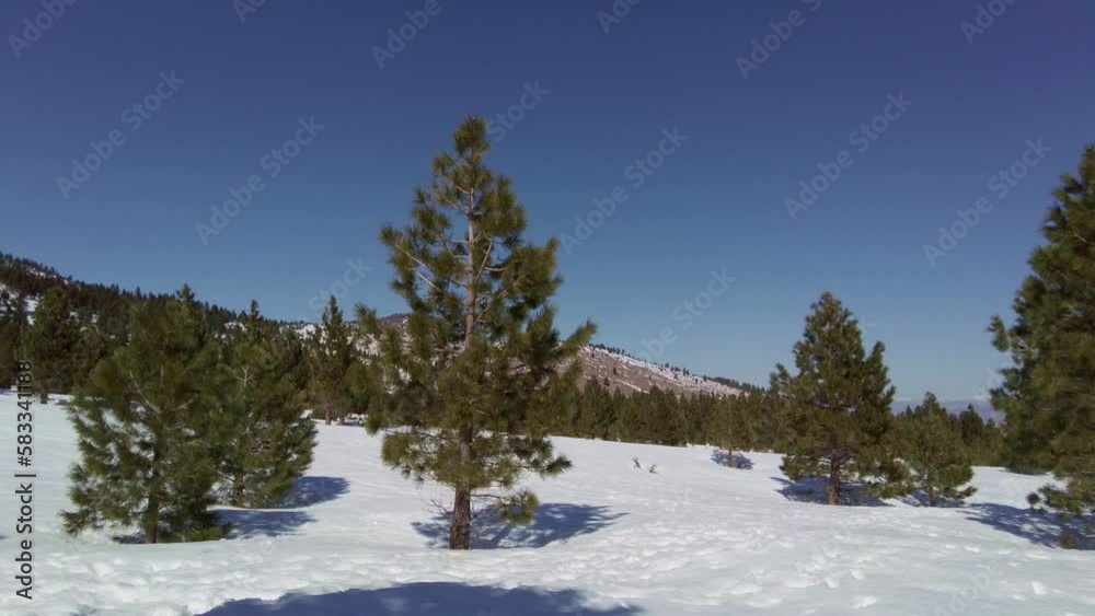 Panning left to show trees sticking out of snow in the sierra nevada mountains Panning left to show trees sticking out of snow in the sierra nevada mountains