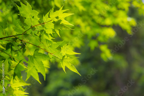 Maple tree in green color