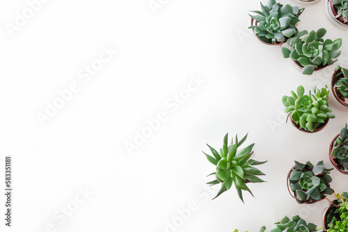 succulent isolated on white background