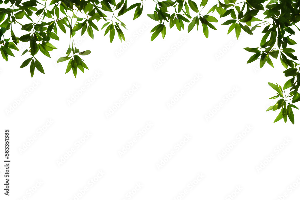 Green Leaves Isolated On White Background Green Leaves Isolated On White Background