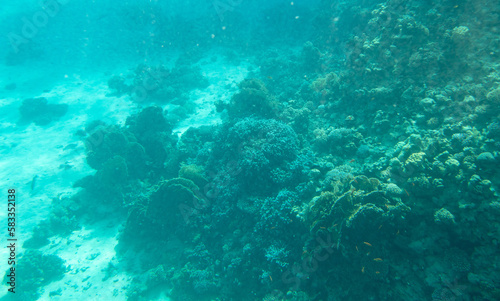 Coral reef at the bottom of the Red Sea.