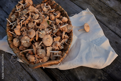 the first picking of mushrooms in a basket on the table