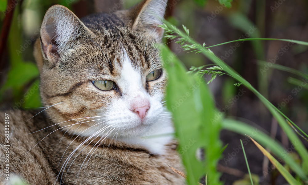 Portrait of a cat in green grass