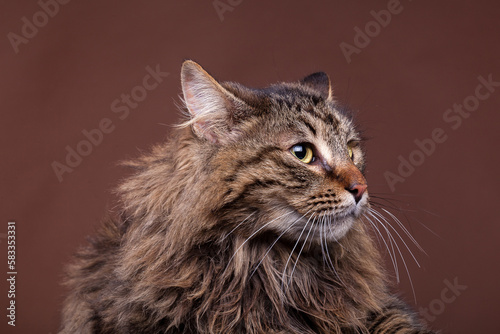 Maine coon breed in studio photo on brown background