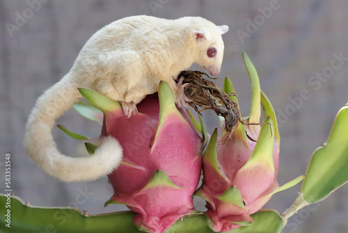 Fototapeta Naklejka Na Ścianę i Meble -  A mother sugar glider was looking for food on a dragon fruit tree that was bearing fruit. This mammal has the scientific name Petaurus breviceps.
