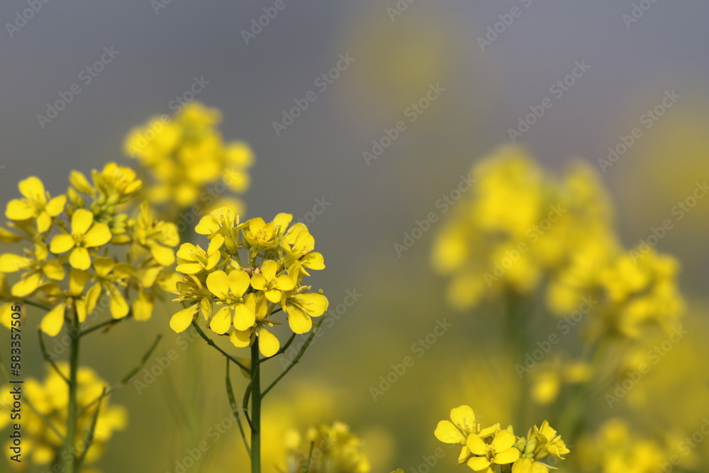 yellow flowers in the field, mustard flowers with blur background 