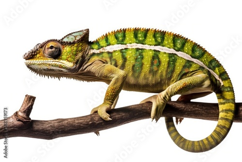 Macro closeup of isolated chameleon reptile sitting on branch, white studio lighting background, exotic lizard, nature wildlife, detailed skin texture - generative ai