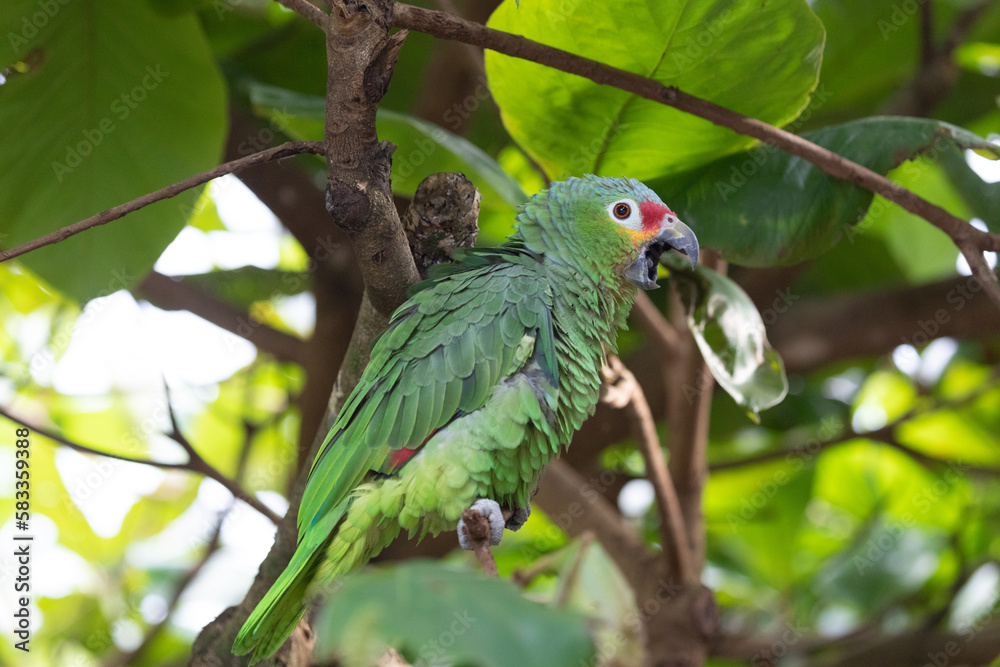 red-lored parrot puffs himself up while sitting on the branch of a tree and looking down red-lored parrot puffs himself up while sitting on the branch of a tree and looking down