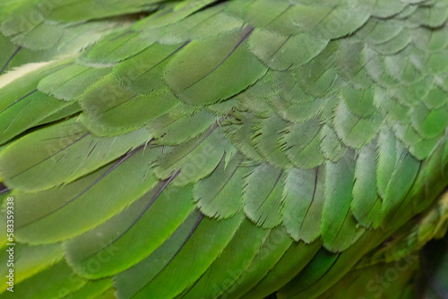 detail shot of the green plumage of a red-lored parrot 