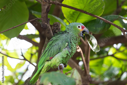 red-lored parrot puffs himself up while sitting on the branch of a tree and looking down