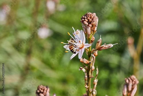 Branched Asphodel: A species of asphodel also known as King's Wand, King's Staff and Small Asphodel, its botanical name is Asphodelus Ramosus. Bee on flower collecting pollen photo