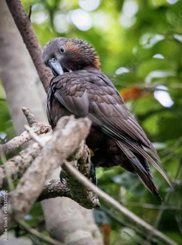 Rare NZ Birds. Wellington NZ. Parrot, Kaka, 