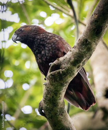 Rare NZ Birds. Wellington NZ. Parrot, Kaka, 