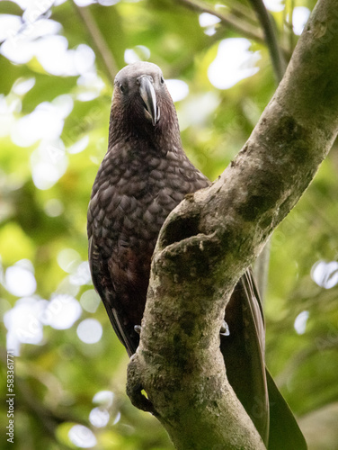 Rare NZ Birds. Wellington NZ. Parrot, Kaka, 
