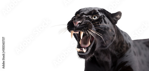 Roaring black panther isolated of transparent background. PNG. Post-processed generative ai 