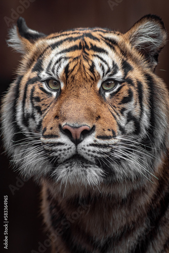 Sumatran tiger