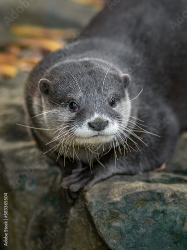 Asian small-clawed otter