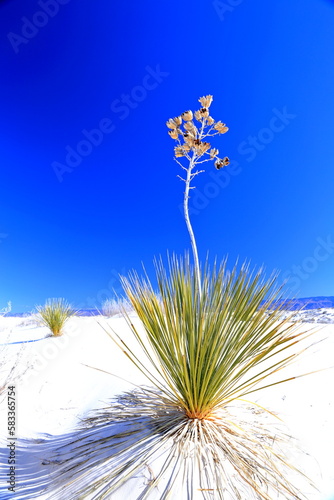 Yucca in the White Sand at White Sands National Park in New Mexico, USA  photo