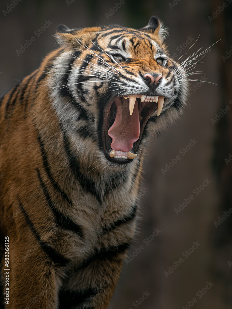 Fototapeta premium Sumatran tiger
