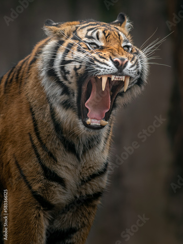 Fototapeta Naklejka Na Ścianę i Meble -  Sumatran tiger