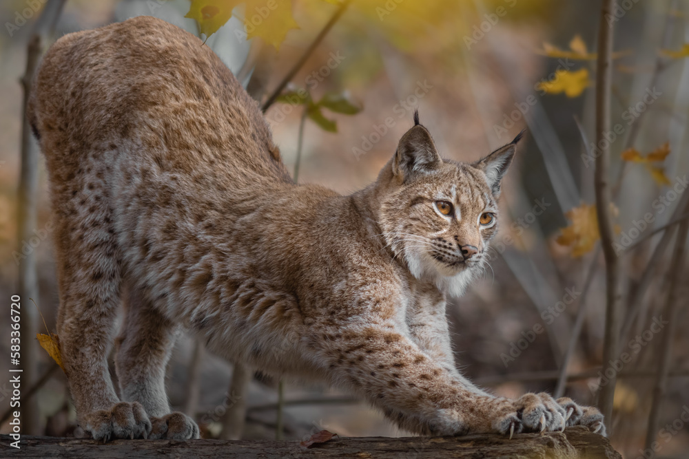 Eurasian lynx Eurasian lynx