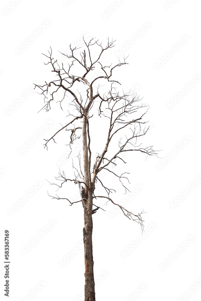 Isolated tree on white background, beautiful plant suitable for use in architectural design. Isolated tree on white background, beautiful plant suitable for use in architectural design.