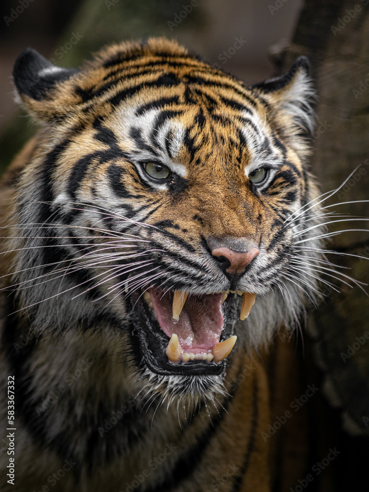 Sumatran tiger