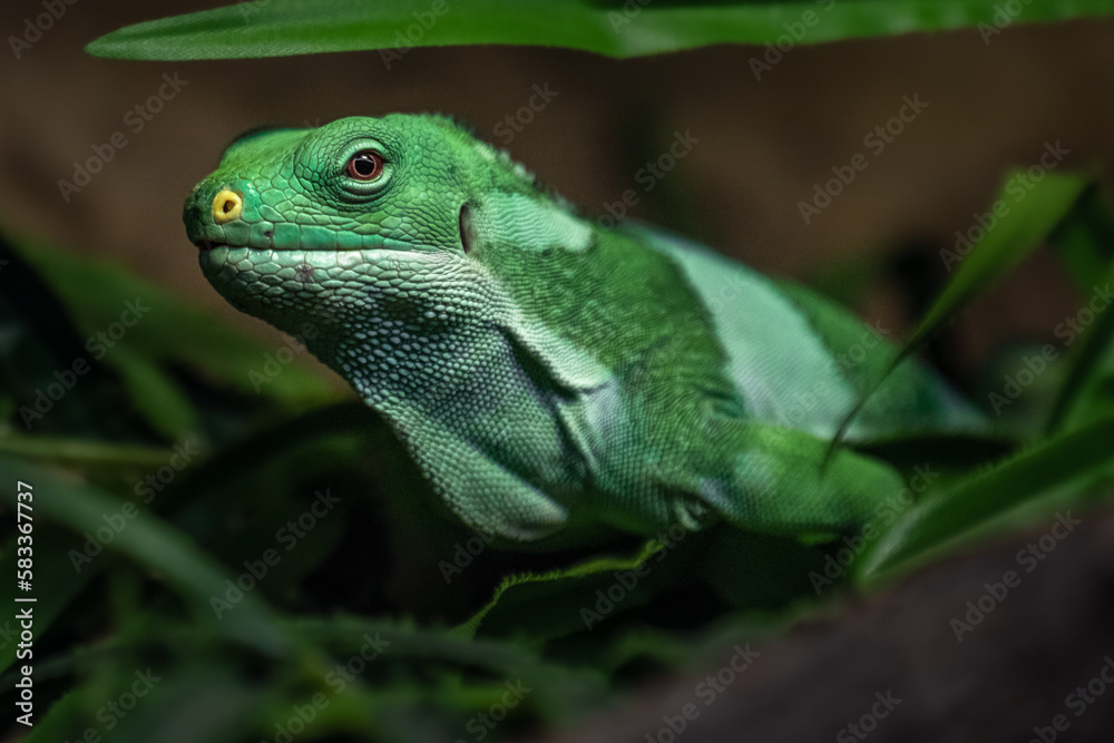 Fiji banded iguana