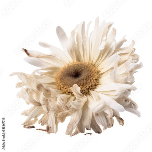 Macro closeup of isolated aged and dried daisy flower head, shriveled petals, white studio lighting background, preserved - generative ai photo
