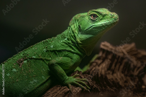 Green basilisk