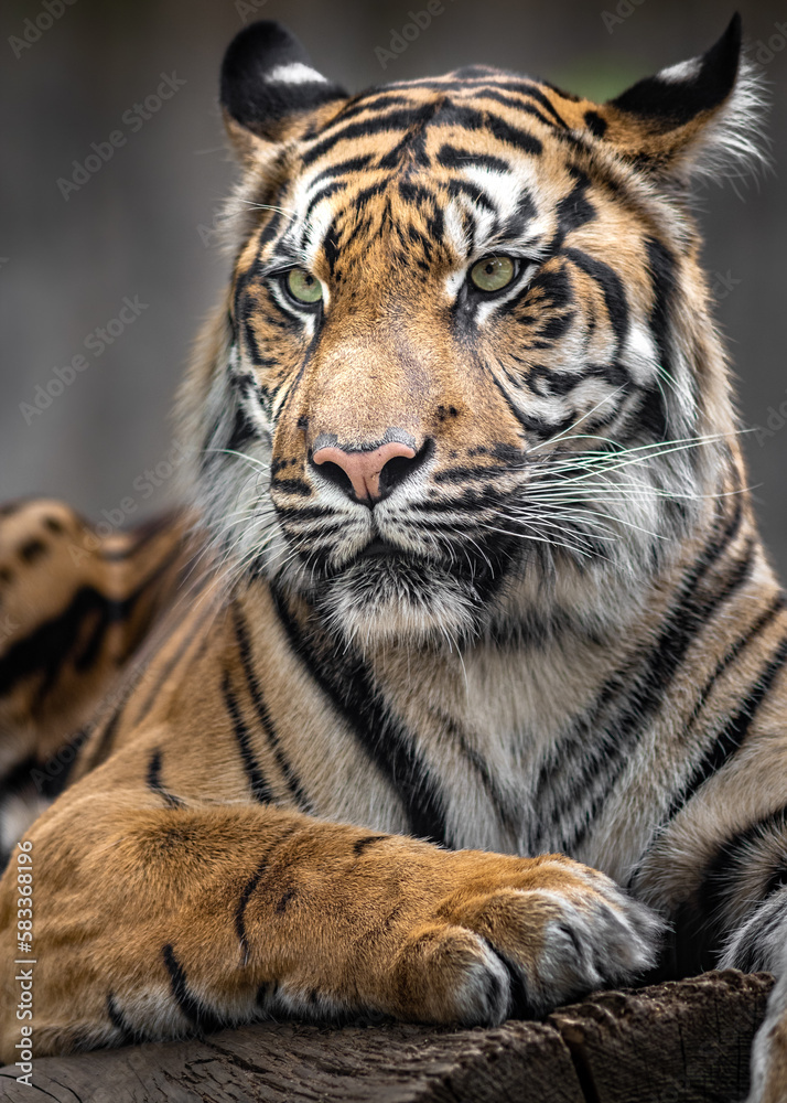 Fototapeta premium Sumatran tiger