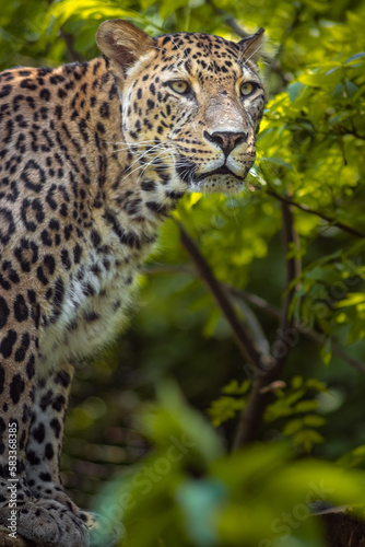 Persian leopard