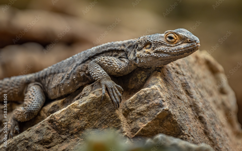 Star Lizard Star Lizard