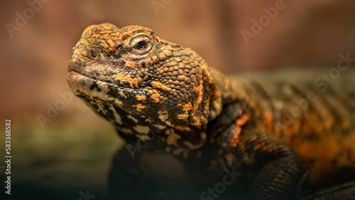 North-African Spiny-tailed Lizard