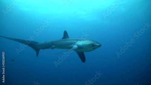 Pelagic Thresher shark (Alopias pelagicus) Swims Around at Monad Shoal - Blue Water - Philippines photo