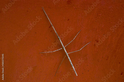 Walking stick insect © DSLucas