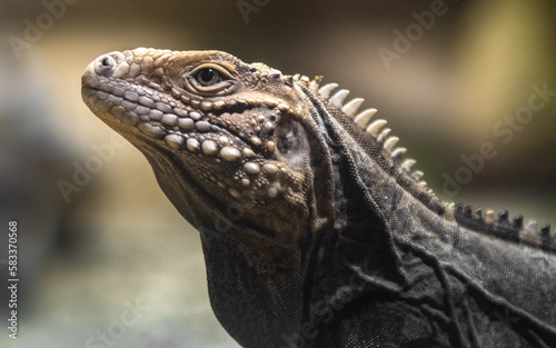 Cuban rock iguana © Josef