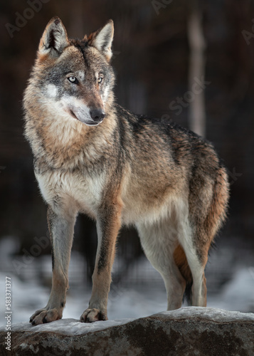 Eurasian wolf © Josef
