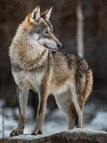 Eurasian wolf © Josef
