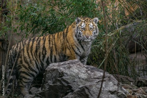 Siberian tiger