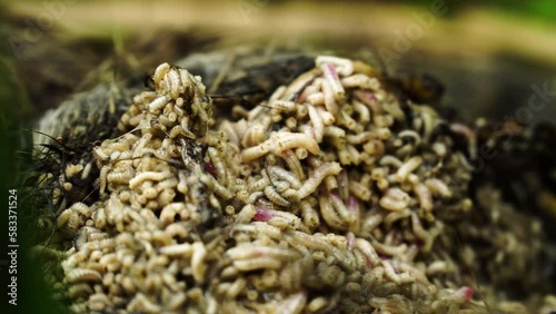 Grumble of white maggots wriggling around feasting on dead carcass in woods photo