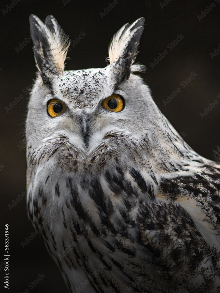 Fototapeta premium Eurasian eagle owl
