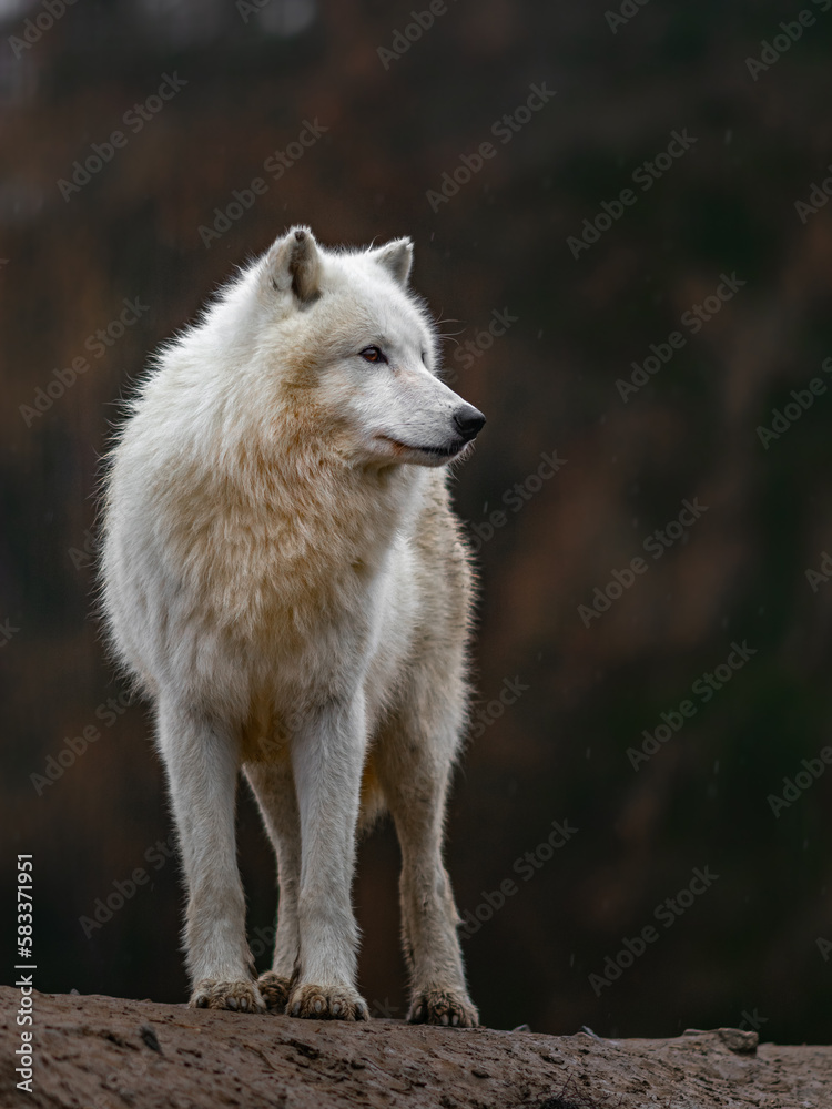 Arctic wolf