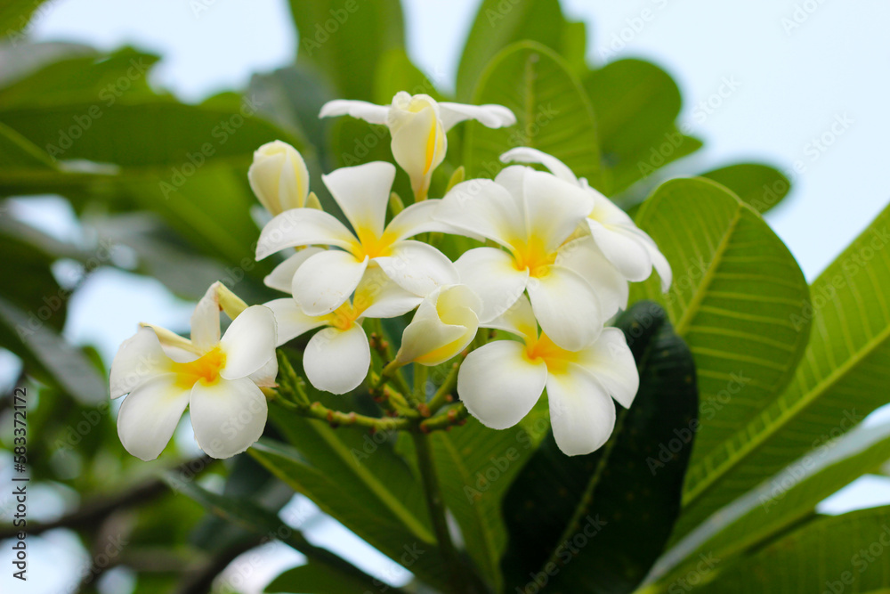 White plumeria flower on the tree White plumeria flower on the tree
