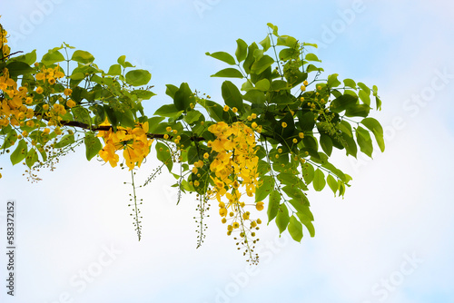 Golden shower flowers, Cassia fistulosa tree photo