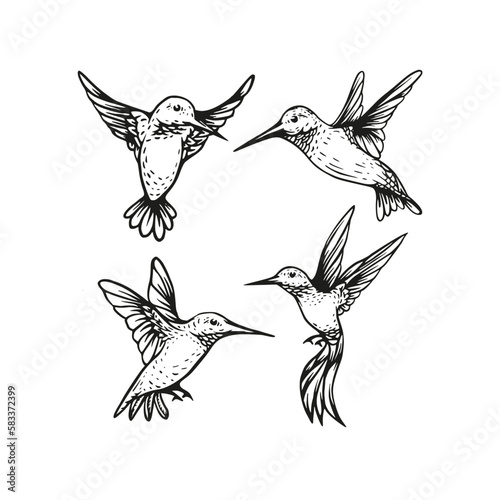 Hummingbird flying vector sketch hand drawn illustration collection