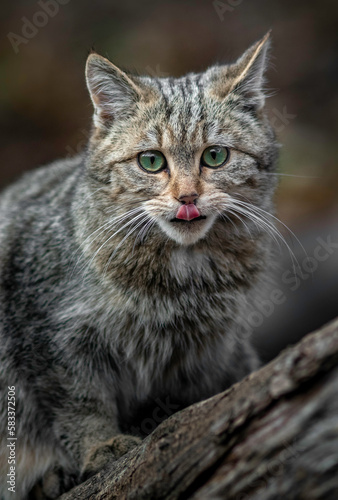 European wildcat © Josef