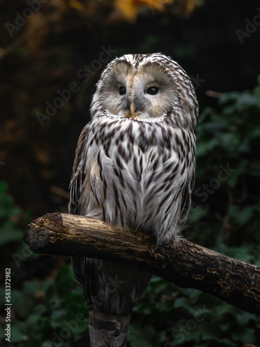 Ural owl