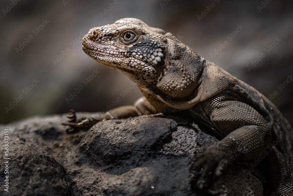 Chuckwalla