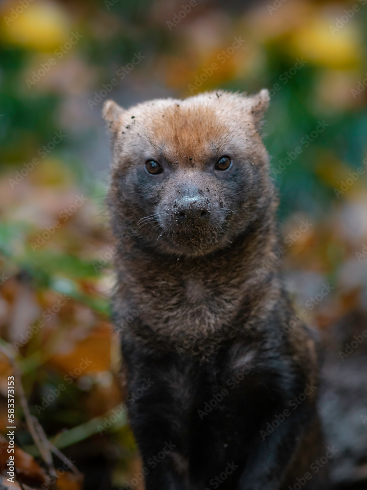 Bush dog